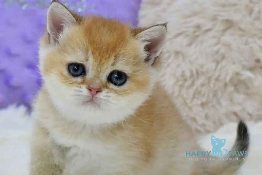 Elli British Shorthair female black golden chinchilla live animals