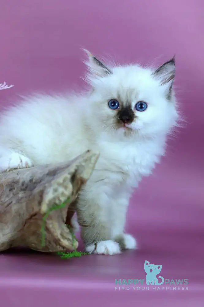 Elli Siberian female black tortie with white pointed - live animals