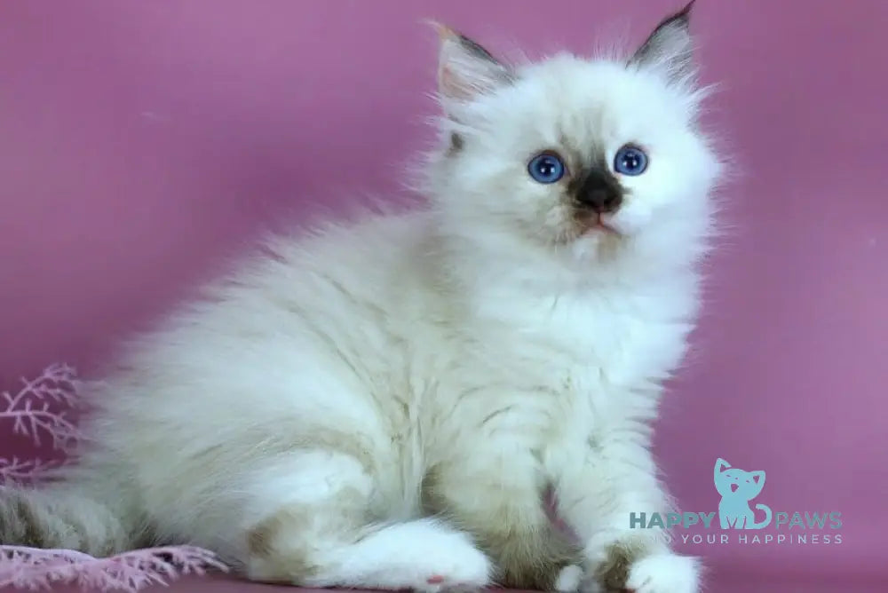 Elli Siberian female black tortie with white pointed - live animals