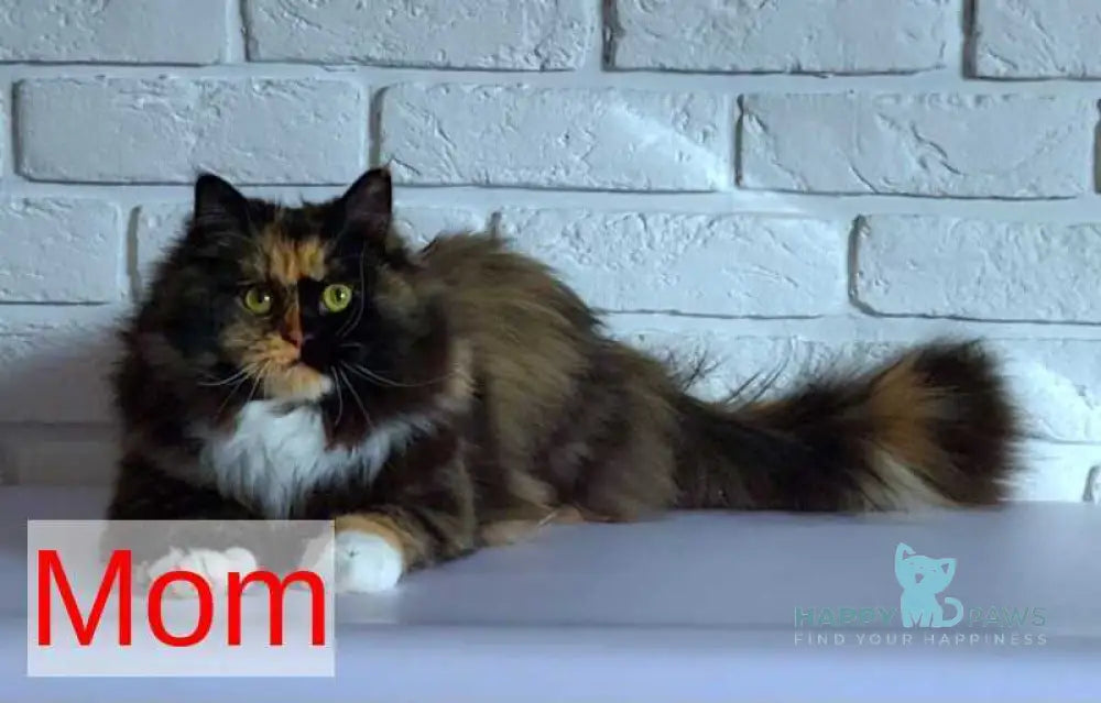 Elli Siberian female black tortie with white pointed - live animals