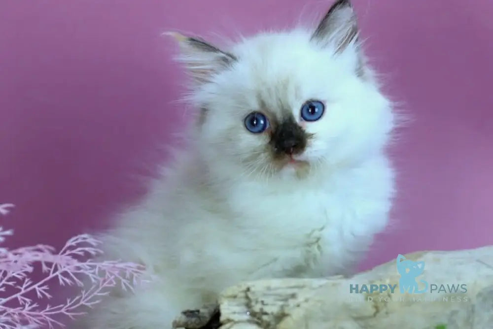 Elli Siberian female black tortie with white pointed - live animals
