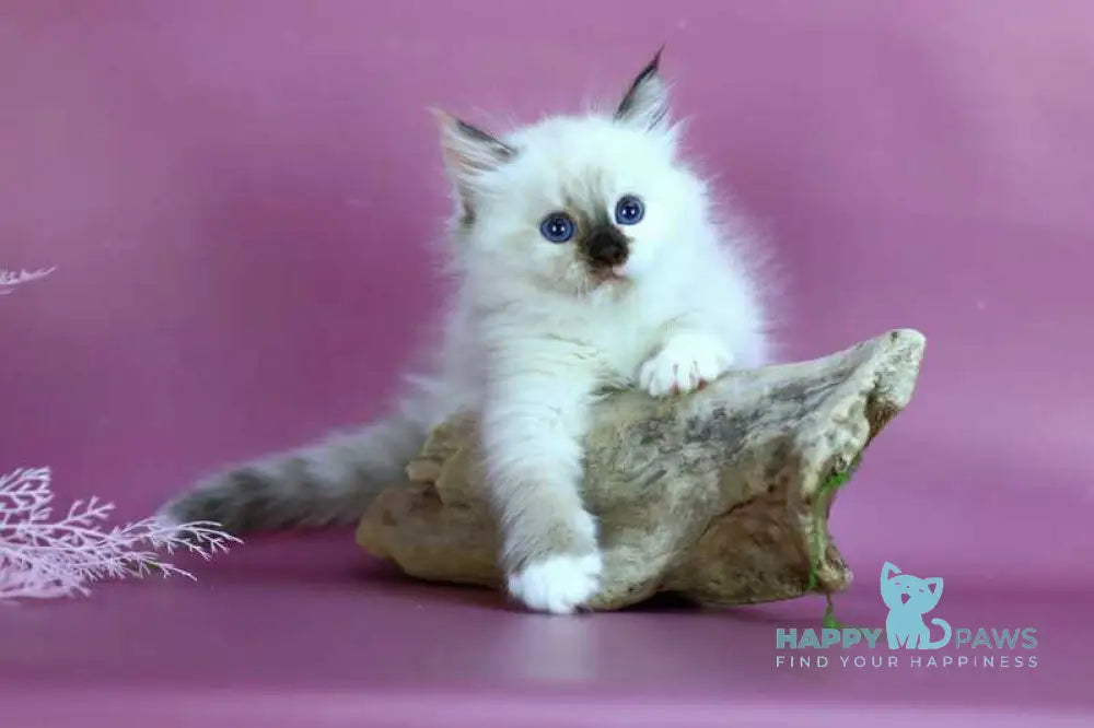 Elli Siberian female black tortie with white pointed - live animals