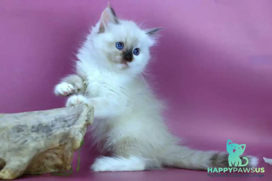 Elli Siberian female black tortie with white pointed - live animals