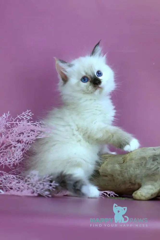 Elli Siberian female black tortie with white pointed - live animals