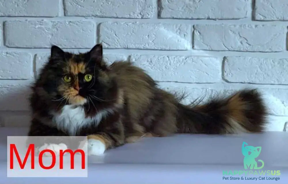 Elli Siberian female black tortie with white pointed - live animals