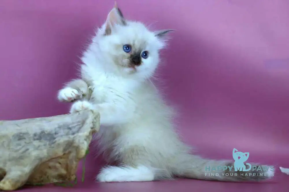 Elli Siberian female black tortie with white pointed - live animals