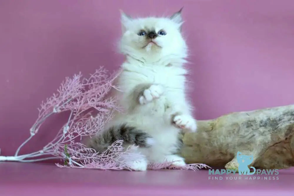 Elli Siberian female black tortie with white pointed - live animals