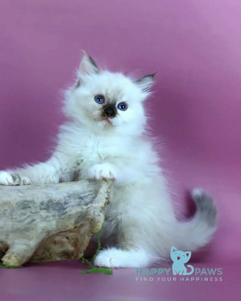 Elli Siberian female black tortie with white pointed - live animals
