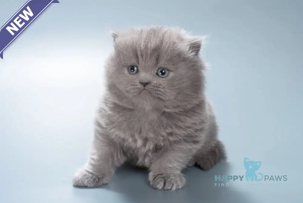 Ellie British Longhair female blue live animals