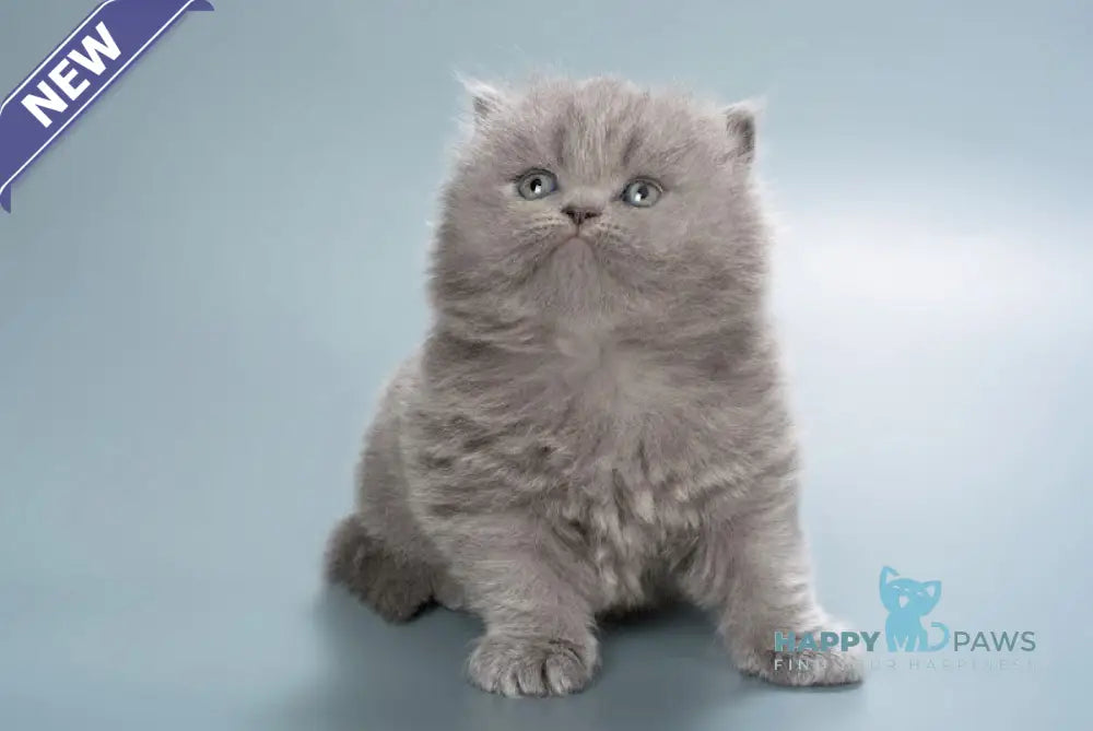 Ellie British Longhair female blue live animals