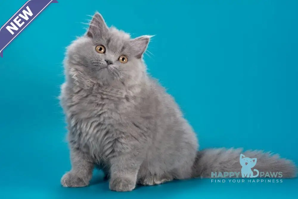 Ellie British Longhair female blue live animals
