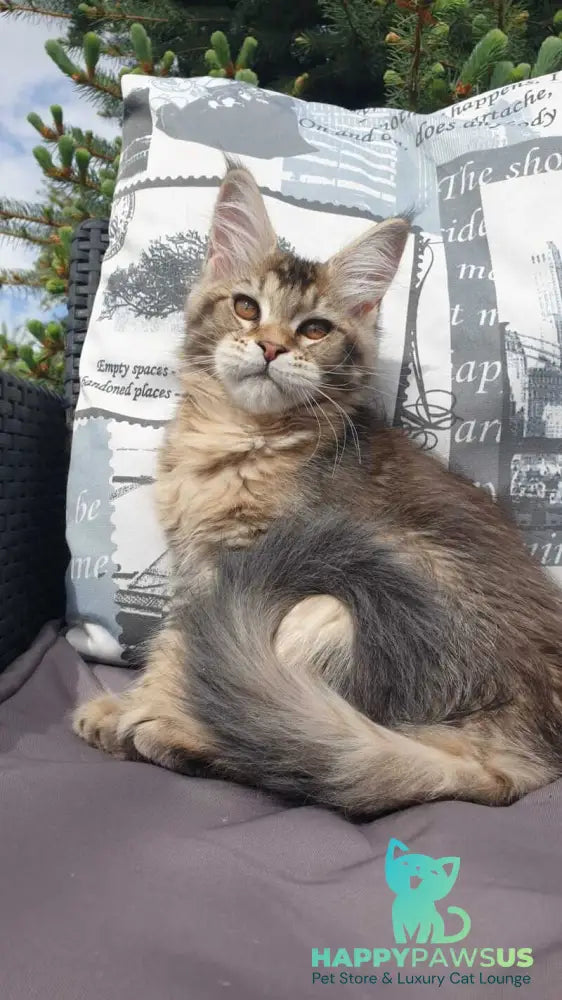 Ellie Maine Coon female black ticked tabby - live animals