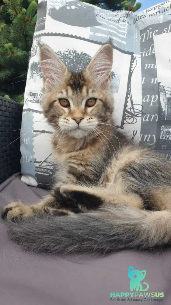 Ellie Maine Coon female black ticked tabby - live animals