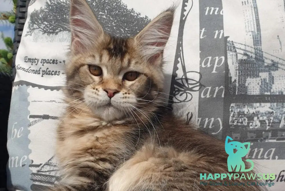 Ellie Maine Coon female black ticked tabby - live animals
