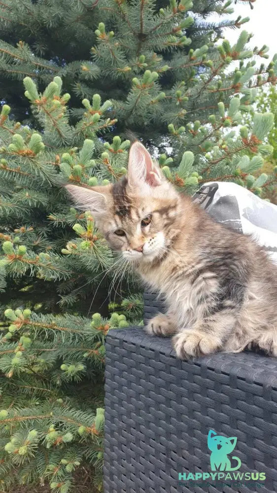Ellie Maine Coon female black ticked tabby - live animals