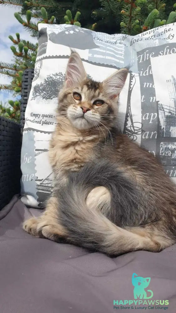 Ellie Maine Coon female black ticked tabby - live animals