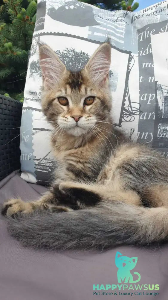 Ellie Maine Coon female black ticked tabby - live animals