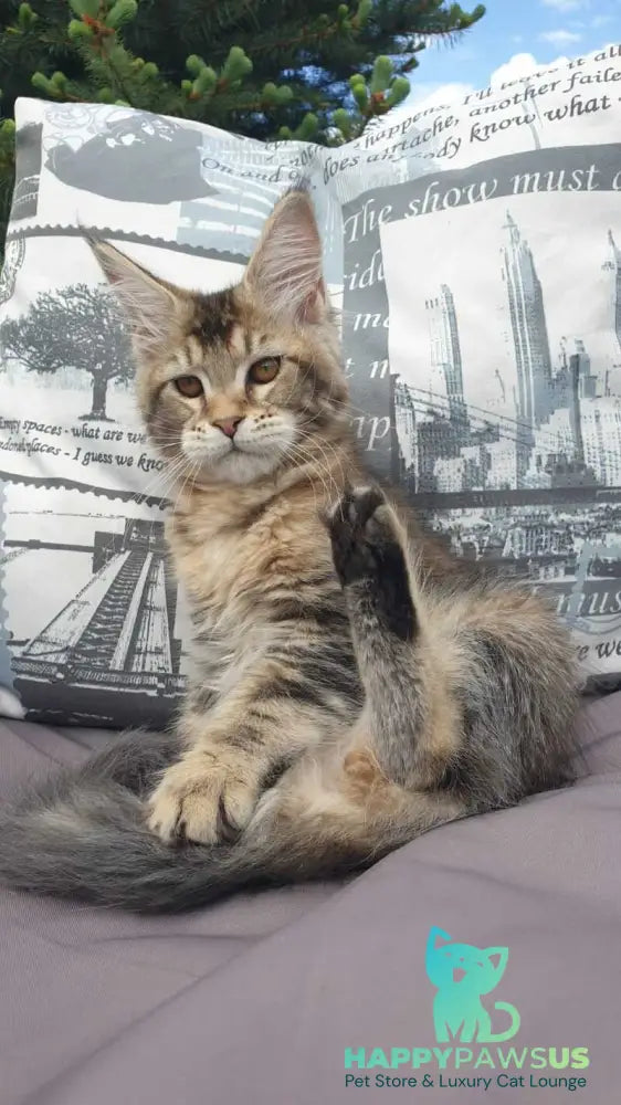 Ellie Maine Coon female black ticked tabby - live animals