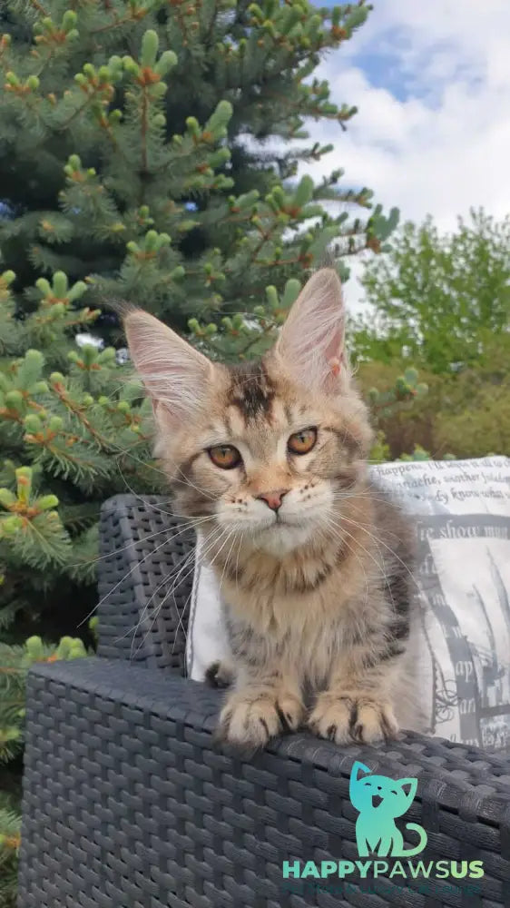 Ellie Maine Coon female black ticked tabby - live animals