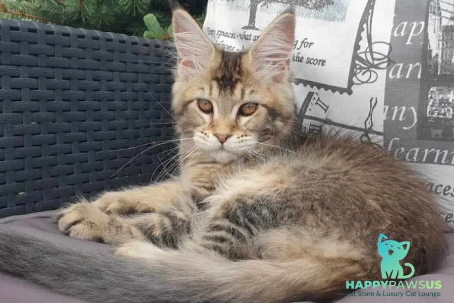 Ellie Maine Coon female black ticked tabby - live animals