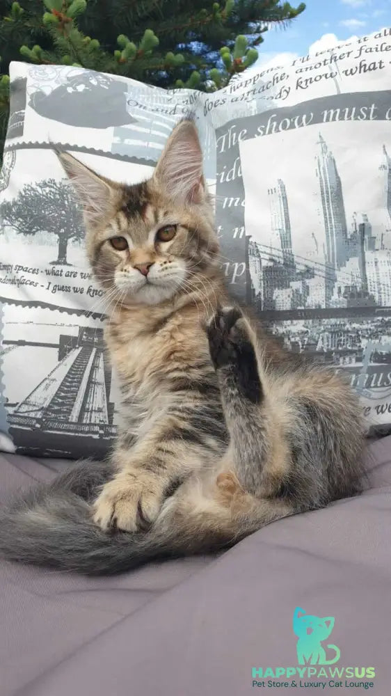 Ellie Maine Coon female black ticked tabby - live animals