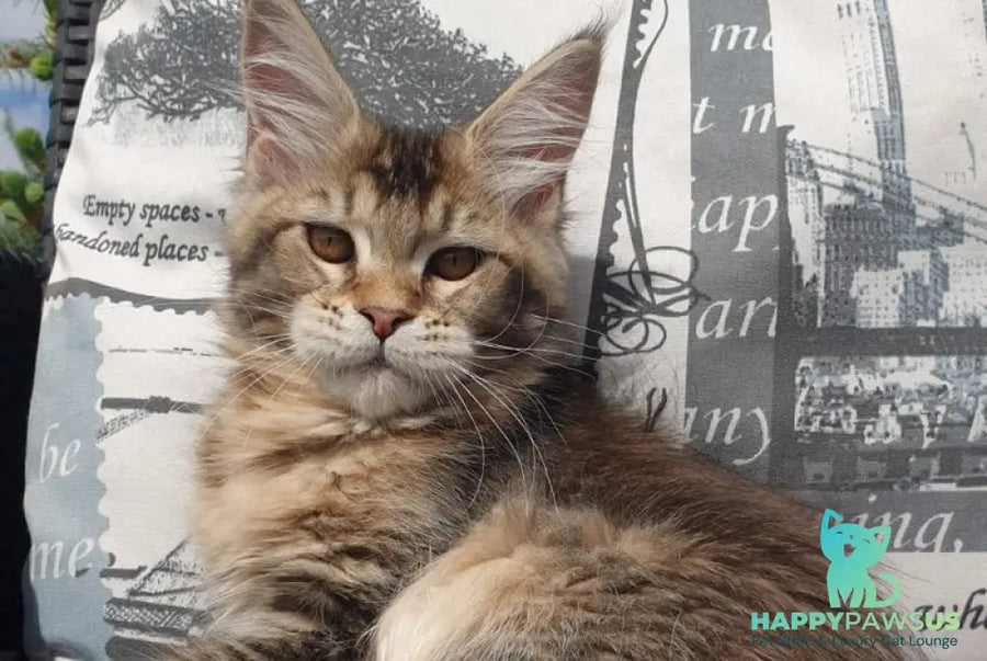 Ellie Maine Coon female black ticked tabby - live animals