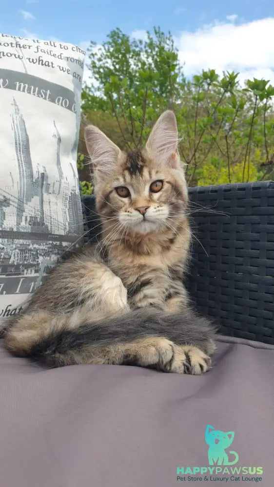 Ellie Maine Coon female black ticked tabby - live animals
