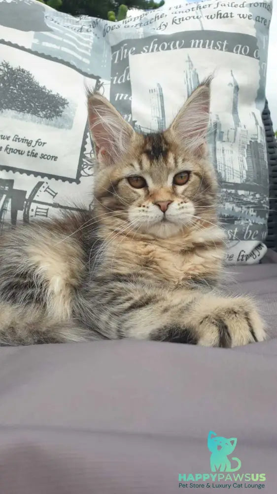 Ellie Maine Coon female black ticked tabby - live animals