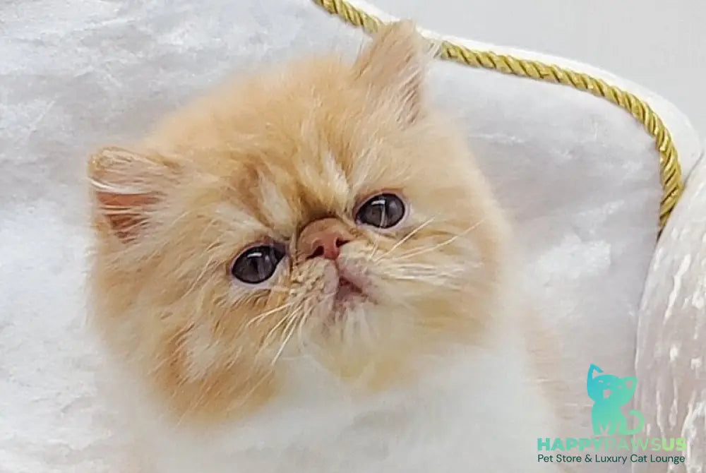 Ellie Persian female red bicolour - live animals