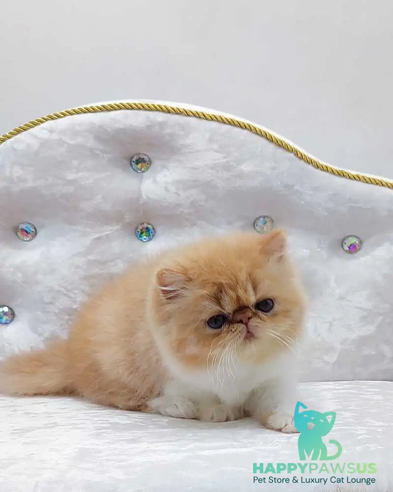 Ellie Persian female red bicolour - live animals