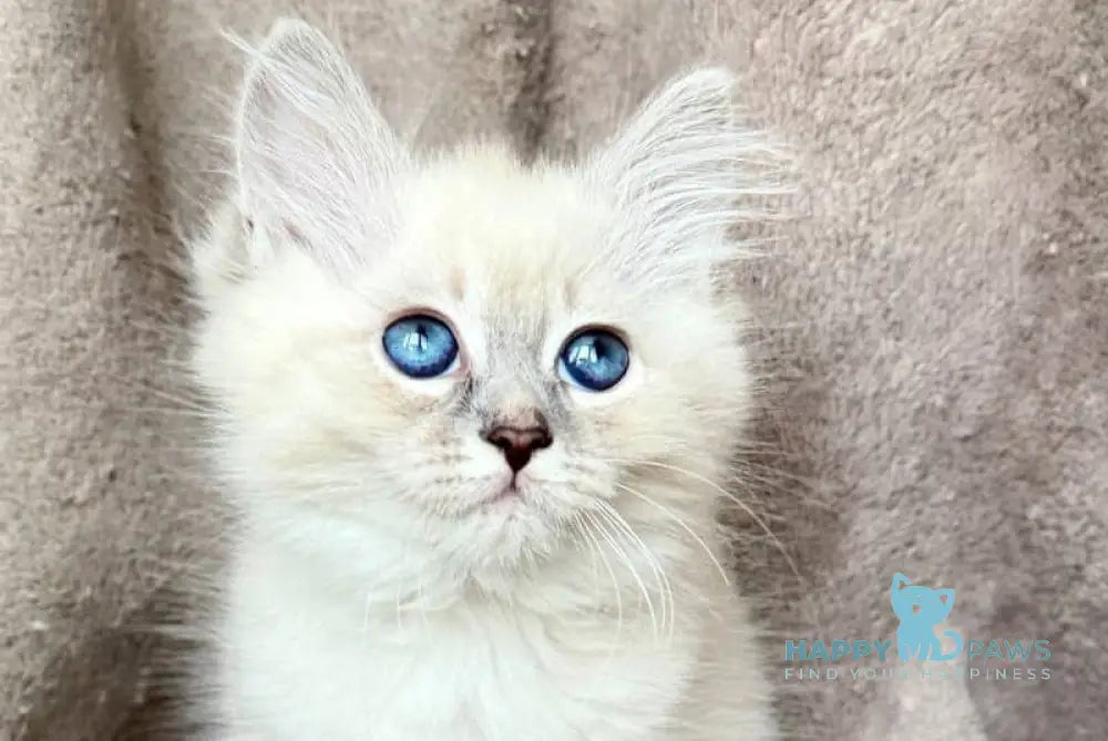 Ellie Siberian female blue tabby pointed live animals