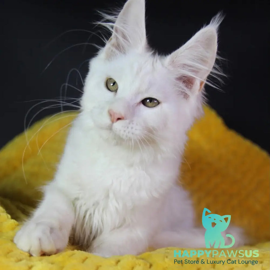 Elliot Maine Coon male cream silver chinchilla - live animals