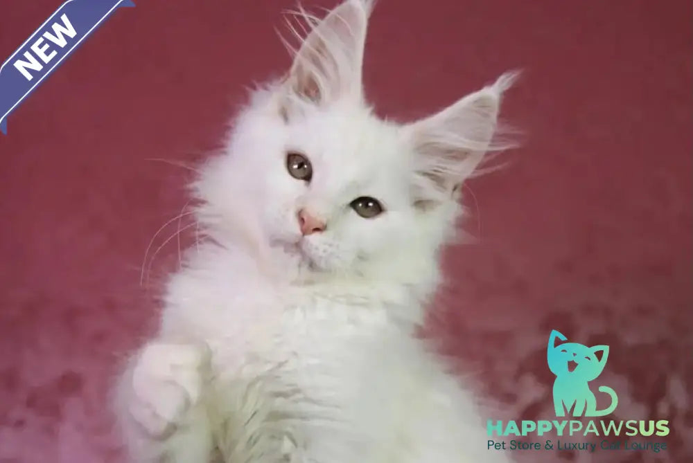 Elliot Maine Coon male cream silver chinchilla - live animals