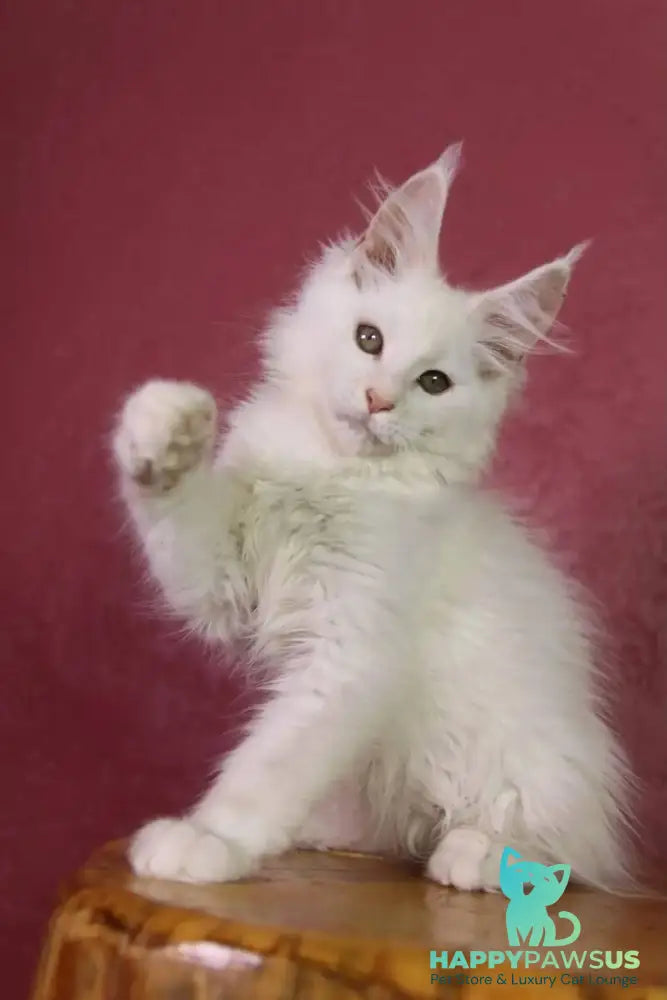 Elliot Maine Coon male cream silver chinchilla - live animals