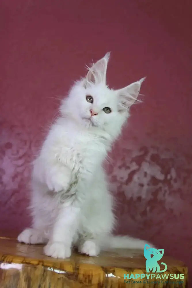 Elliot Maine Coon male cream silver chinchilla - live animals