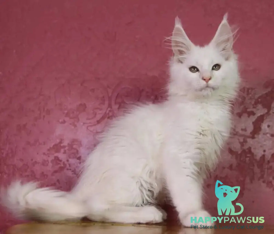 Elliot Maine Coon male cream silver chinchilla - live animals