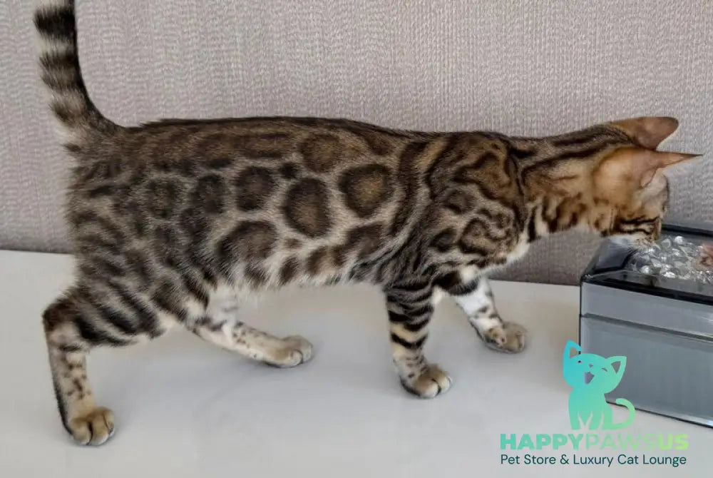 Elly Bengal female black spotted tabby - live animals