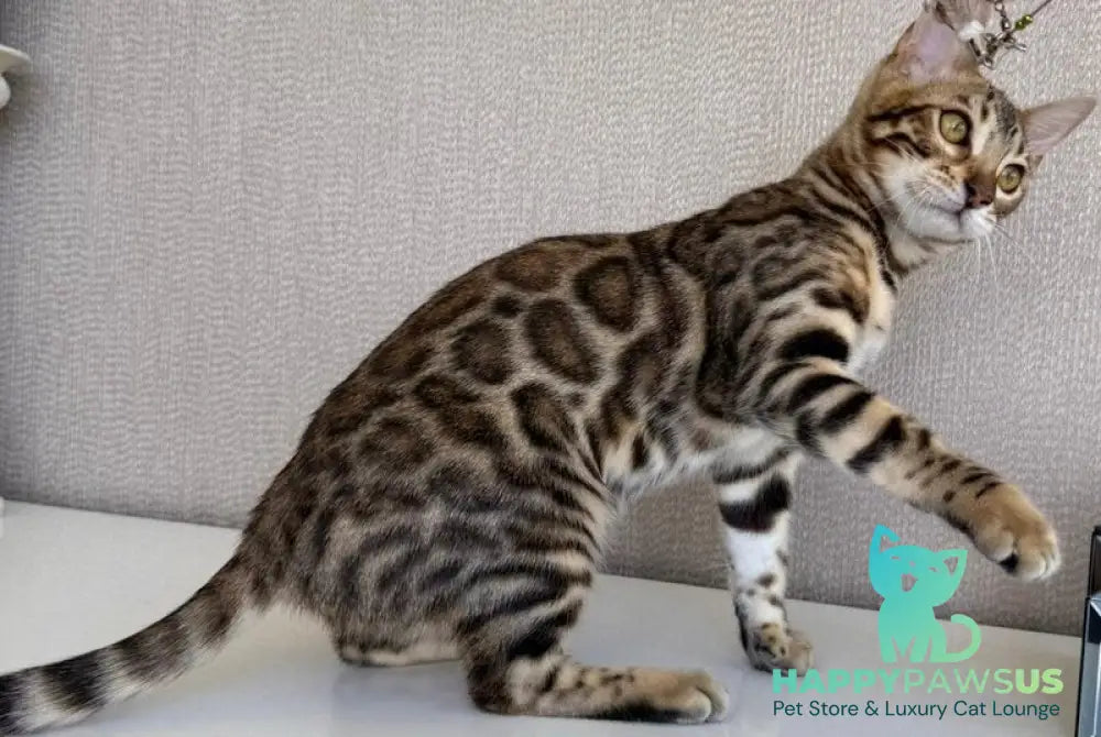 Elly Bengal female black spotted tabby - live animals