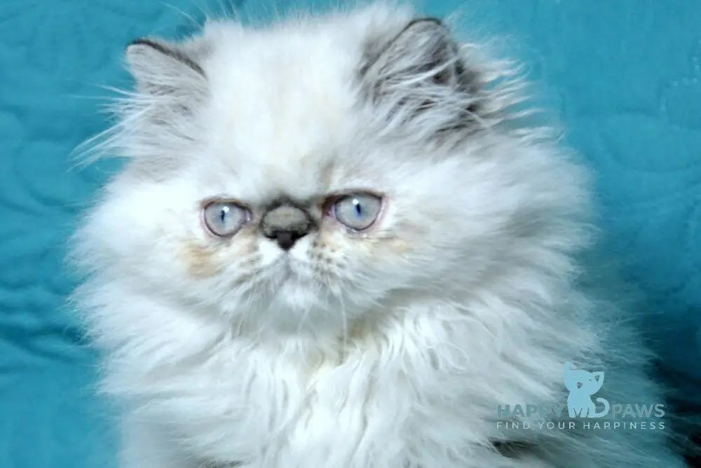 Elly Persian female seal tabby pointed live animals