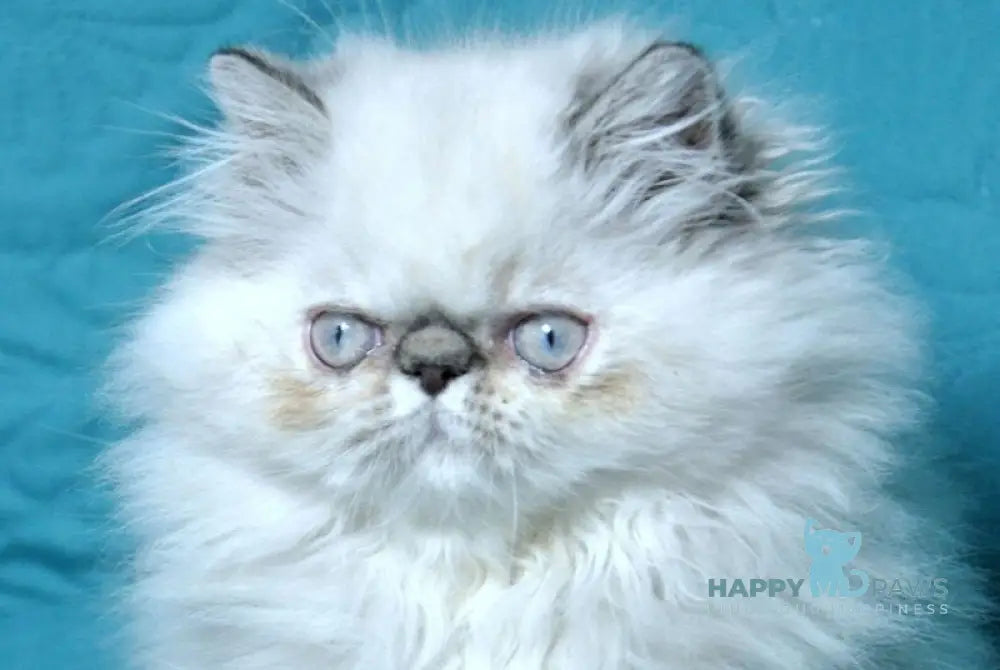 Elly Persian female seal tabby pointed live animals