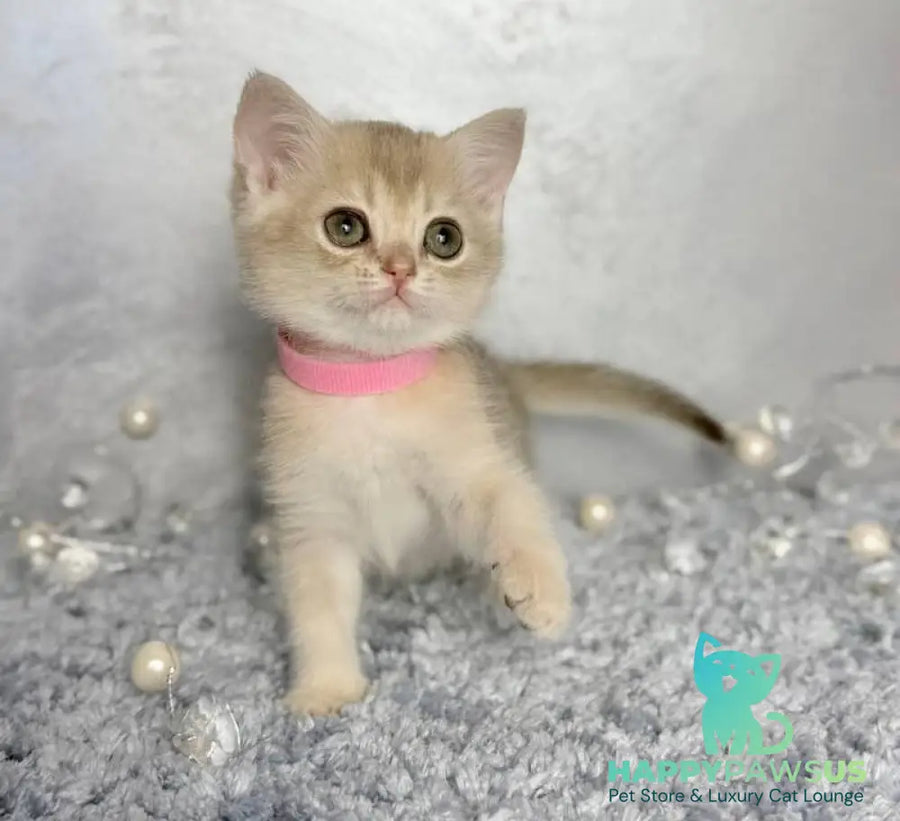 Elmira Scottish Straight female blue golden shaded - live animals