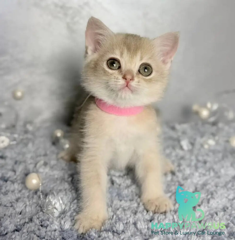 Elmira Scottish Straight female blue golden shaded - live animals