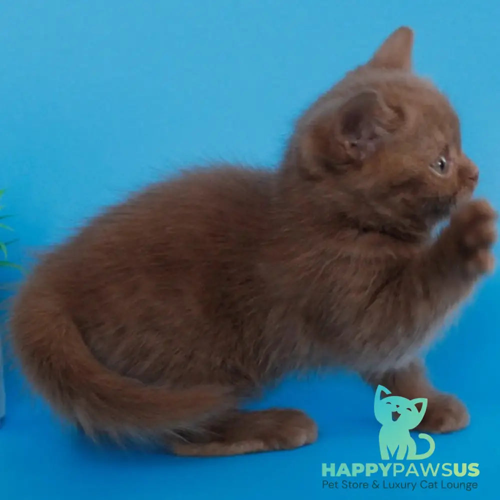 Elmira Scottish Straight female cinnamon - live animals