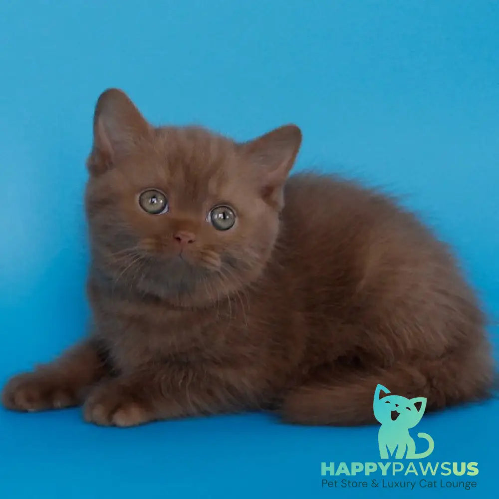 Elmira Scottish Straight female cinnamon - live animals