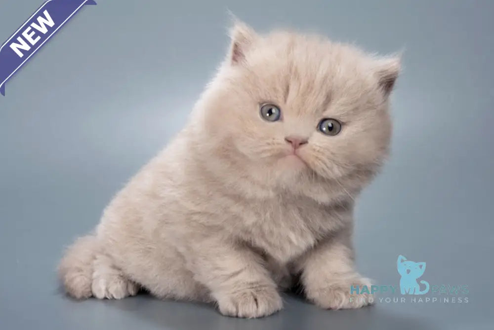 Elrond British Longhair male lilac live animals
