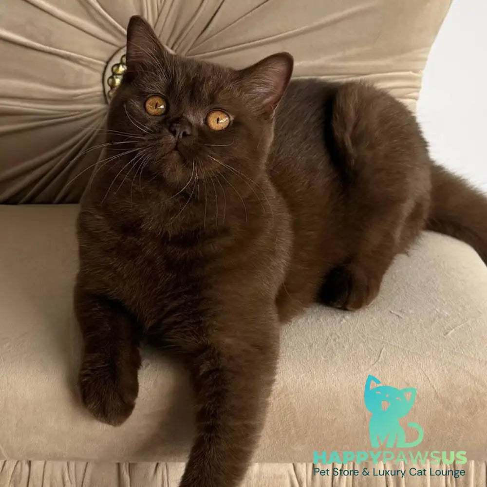 Elsa British Shorthair female chocolate - live animals