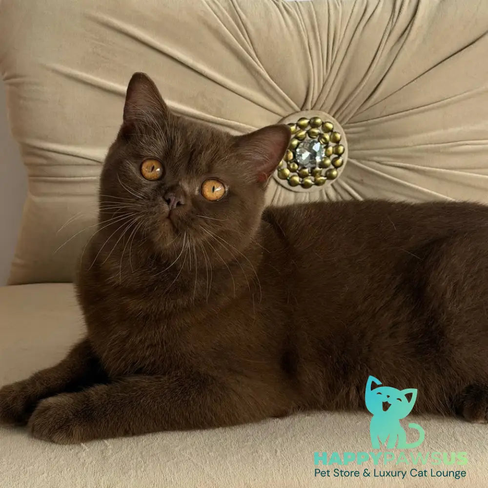 Elsa British Shorthair female chocolate - live animals