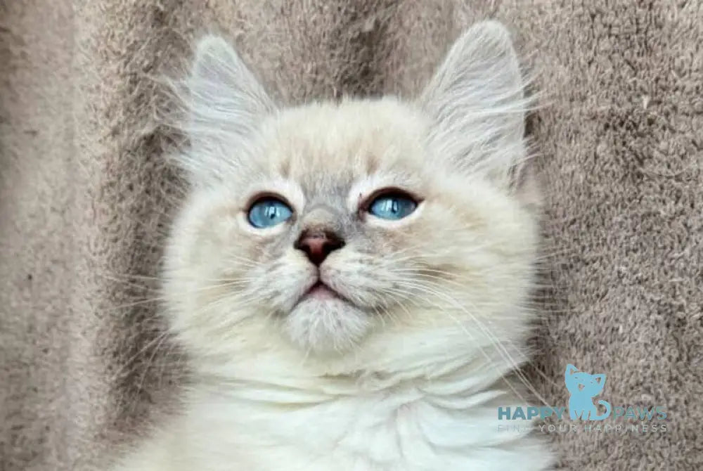 Elsa Siberian female blue tabby pointed live animals