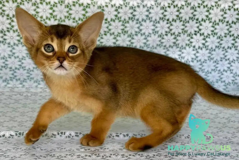 Elsie Abyssinian female ruddy - live animals