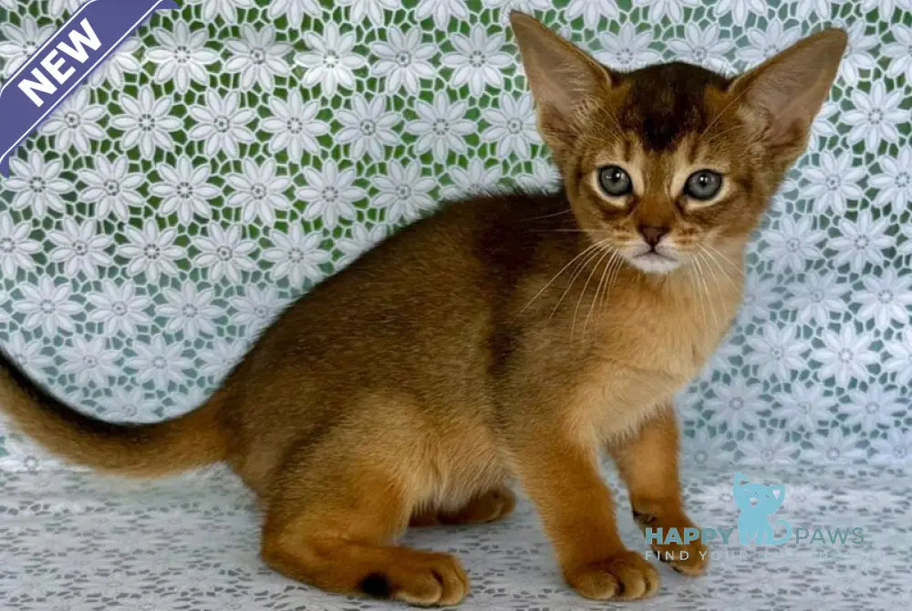 Elsie Abyssinian female ruddy - live animals